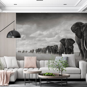  Elephant Animals  Black & White Wallpaper