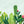 Watercolor Cactus Wallpaper Mural, Non Woven Southwestern Wallpaper, Tropical Wallpaper Mural
