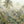 Tropical Landscape Wallpaper, Rainforest Wallpaper, Vintage Forest Wall Mural, Dark green Vintage Tropical Jungle Wallpaper