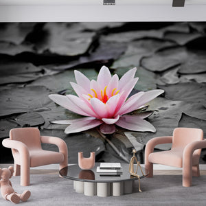  Pink Lotus Flower Wallpaper