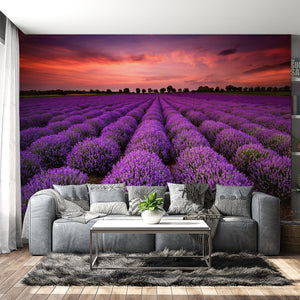  Lavender Fields Wallpaper