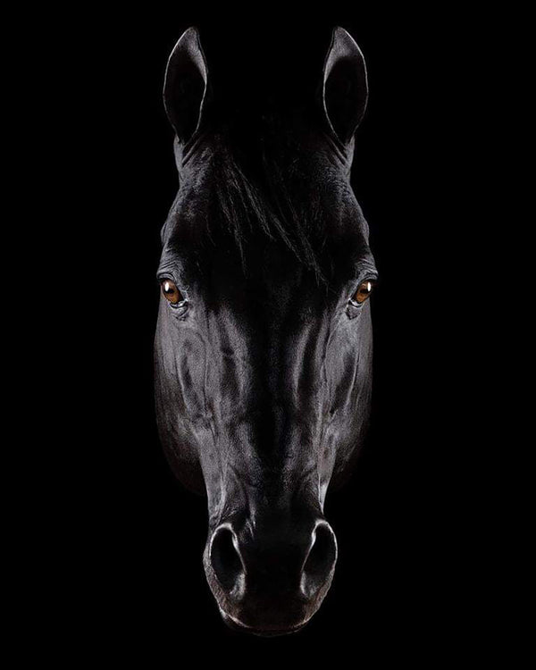 Canvas Wall Art, Black Gorgeous Horse, Wall Poster