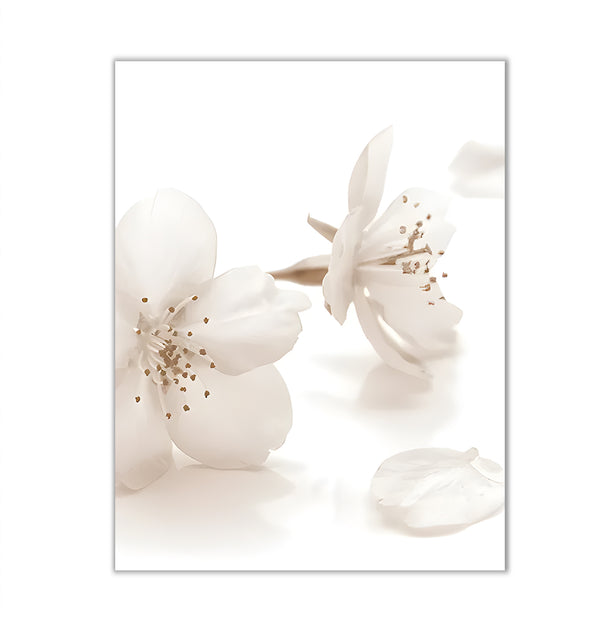Canvas Wall Art, White Jasmine Soft Flower Wall Poster