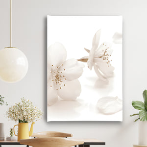 Canvas Wall Art -  White Jasmine Soft Flower Wall Poster