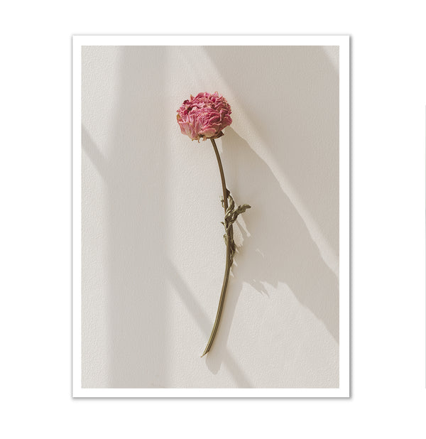 Canvas Wall Art, Dried Pink Peony Flower Wall Poster