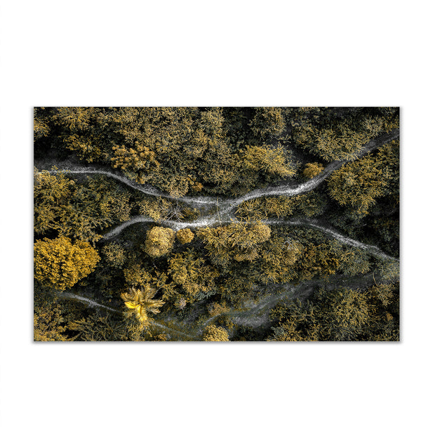Сanvas Wall Poster, Middle of Forest & Green Trees, Wall Art