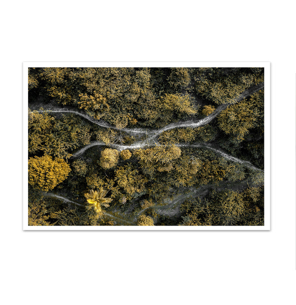 Сanvas Wall Poster, Middle of Forest & Green Trees, Wall Art