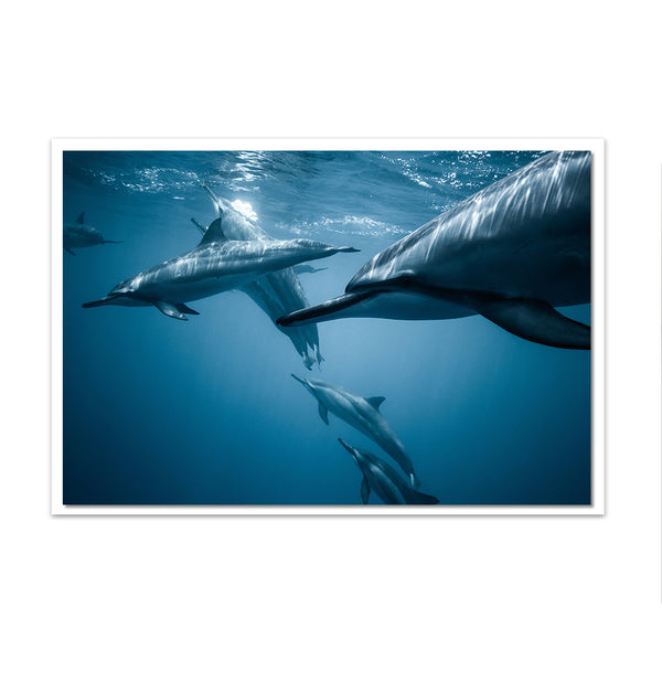 Canvas Wall Poster, Dolphins under the Water, Wall Art