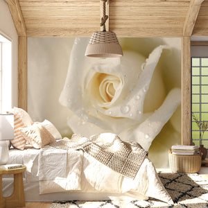  White Rose Flower Wallpaper