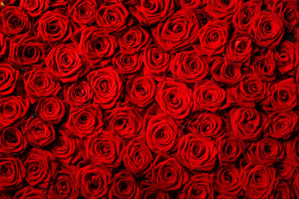 Flower Wallpaper, Non Woven, Fire Red Rose Flowers Wallpaper, Floral Wall Mural