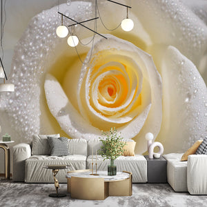  Cream Rose Wallpaper