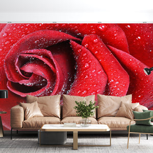  Red Rose Flower Wallpaper
