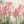 Flower Wallpaper, Non Woven, Pink Tulips Wallpaper, Spring Oil Painted Floral Wall Mural