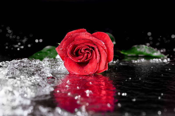 Modular picture, Red rose in water drops