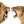 Wallpaper Mural, Roaring Lion Animals Wallpaper, Lion King & Queen Wall Mural