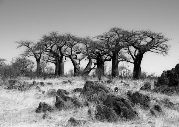 Black & White Wallpaper - African Landscape, Black & White Wallpaper, Non Woven, Baobab Trees Wallpaper, African Landscape Wall Mural