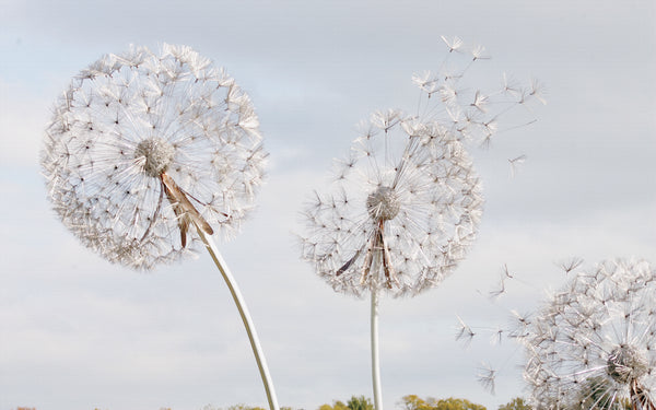 Flower Wallpaper, Non Woven, Fluffy Dandelions Flowers Wallpaper, Floral Wall Mural