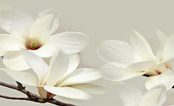 Flower Wallpaper, Non Woven, White Magnolia Flowers Wallpaper, Spring Blossom Wall Mural