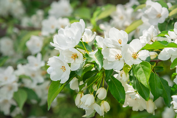 Flower Wallpaper, Non Woven, White Cherry Blossom Flowers Wallpaper, Floral Branch Wall Mural