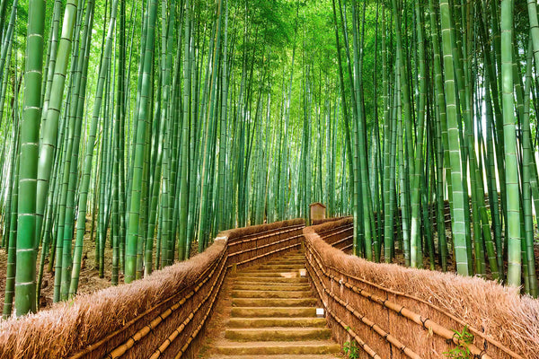 Nature Wallpaper, Non Woven, Japan Bamboo Forest Wallpaper, Road in the Forest Wall Mural