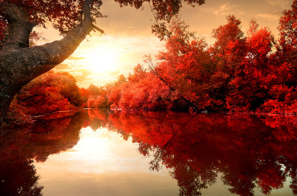 Nature Wallpaper, Non Woven, Red Autumn on the river Wallpaper, Red Landscape Wall Mural