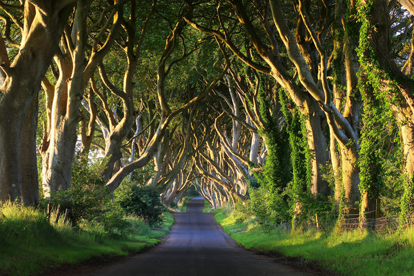 Nature Wallpaper, Non Woven, Road of the Giant Trees Wallpaper, Beautiful Alley Wall Mural