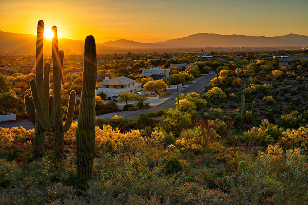 Nature Wallpaper, Non Woven, Sunset and Tropical Cactus Wallpaper, Arizonas Desert Wall Mural