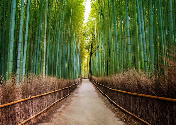 Nature Wallpaper, Non Woven, Bamboo Forest Wallpaper, Road in Bamboo Forest Wall Mural