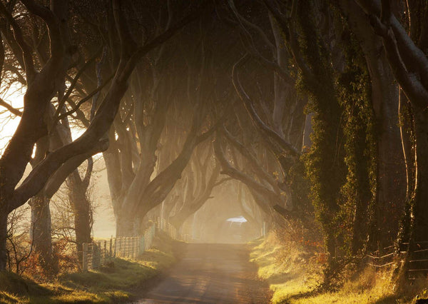 Nature Wallpaper, Non Woven, Dark Hedges Wallpaper, Old Trees Wall Mural