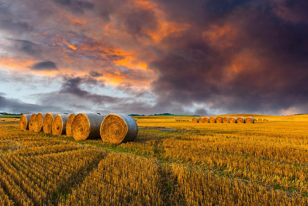 Nature Wallpaper, Non Woven, Haymaking Farmland Sunset Wallpaper, Stubble Bales Wall Mural