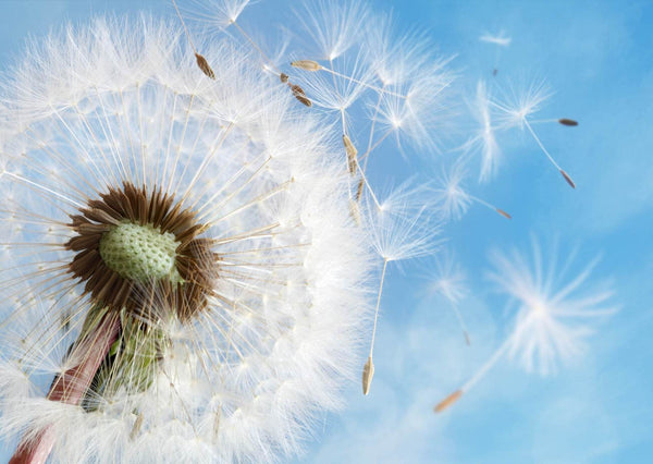 Flower Wallpaper, Non Woven, Fluffy Dandelion Wallpaper, Blue Sky Wall Mural