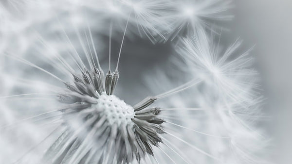 Flower Wallpaper, Non Woven, Fluffy Dandelion Wallpaper, Gray Floral Wall Mural