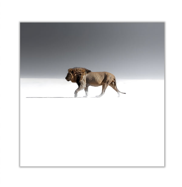 Canvas Wall Art, Gorgeos Lion, Wall Poster