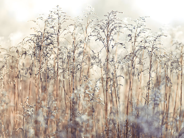 Canvas Wall Art, Autumn Dried Grass, Wall Poster