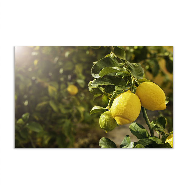 Canvas Wall Art, Lemon Branch, Wall Poster