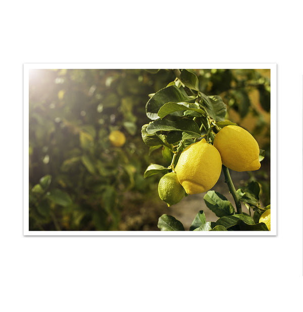 Canvas Wall Art, Lemon Branch, Wall Poster