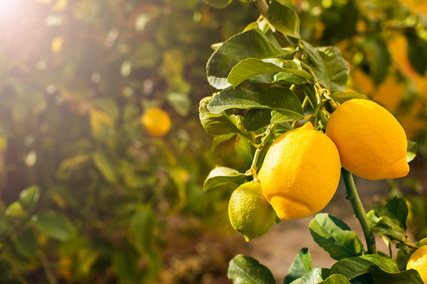 Canvas Wall Art, Lemon Branch, Wall Poster