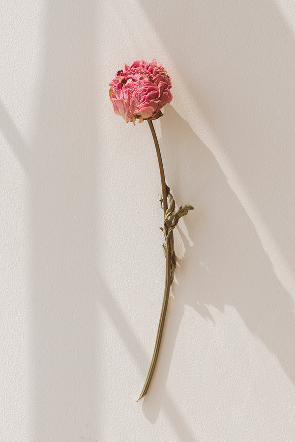 Wall Art, Dried Pink Peony Flower Wall Poster