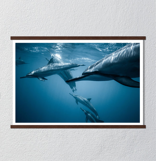 Canvas Wall Poster, Dolphins under the Water, Wall Art