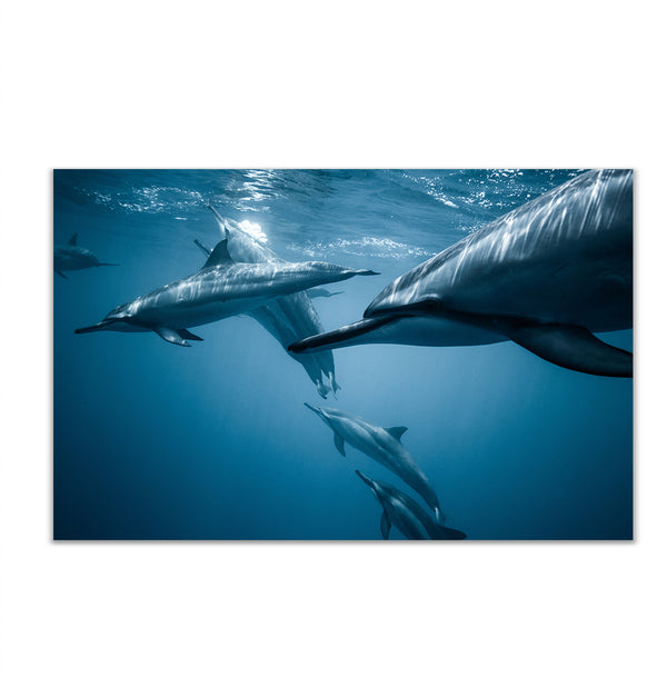 Canvas Wall Poster, Dolphins under the Water, Wall Art