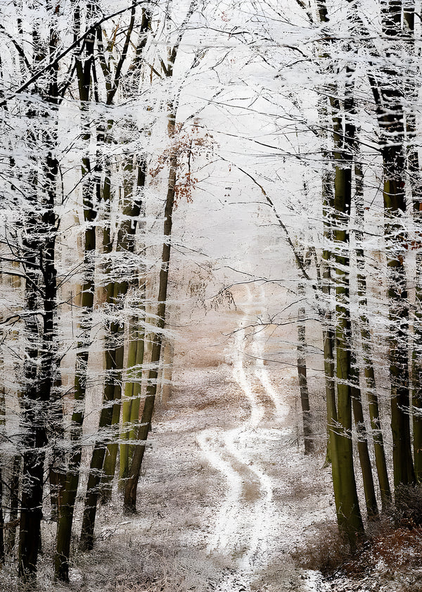 Canvas Wall Poster, Autumn Forest, Wall Art