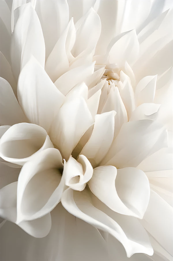 Triptic cu flori mari albe, set de 3 imprimeuri