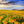 Modular picture, Field with sunflower flowers