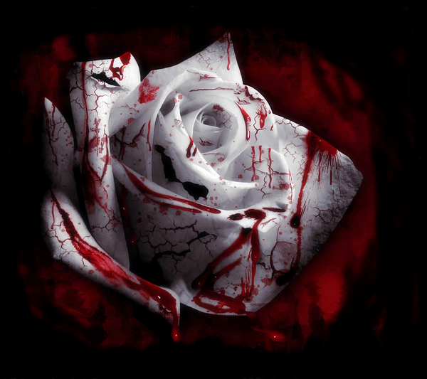 Modular picture, White rose with red stains