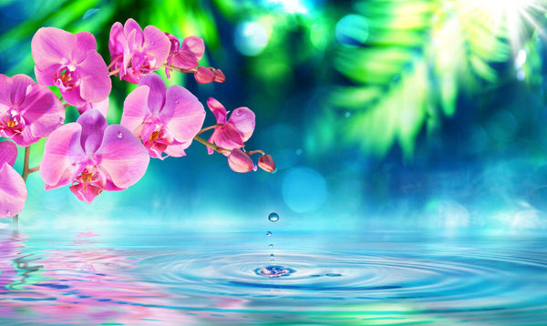 Modular picture, Pink orchid in water reflection