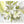 Screen, White lilies